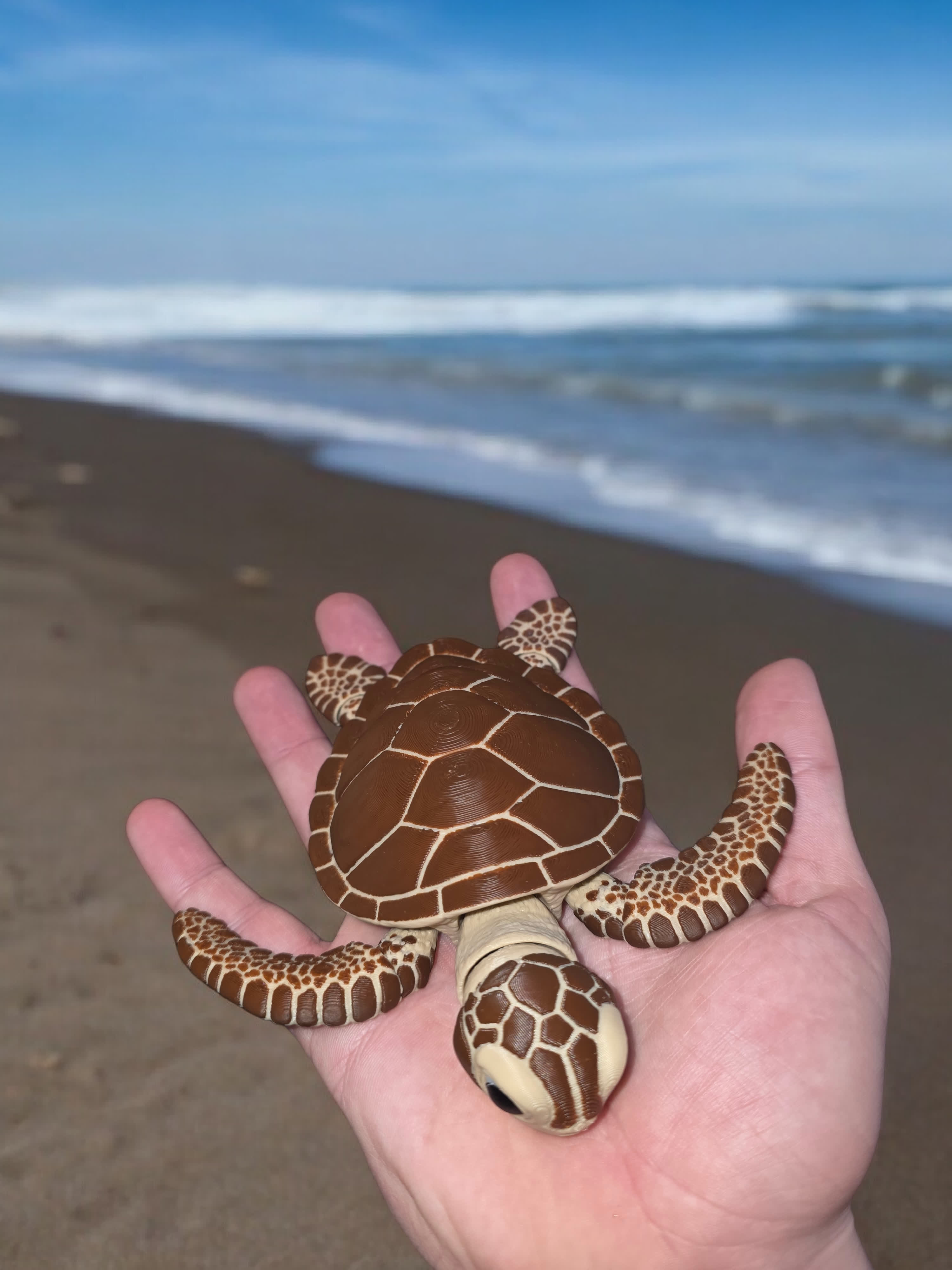 Sea Turtle thumbnail